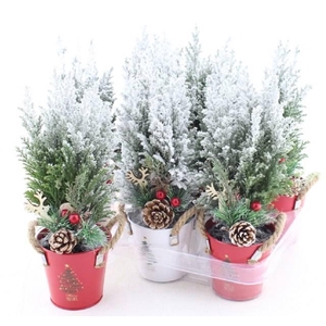 Chamaecyparis law. Ellwoodii