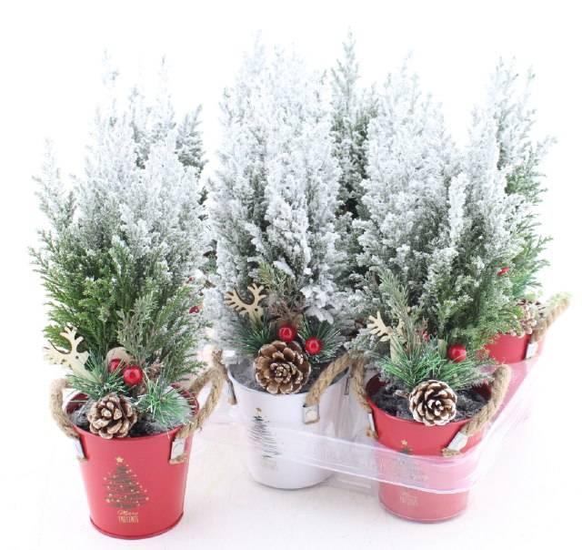 <h4>Chamaecyparis law. Ellwoodii</h4>