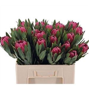 PROTEA BRENDA