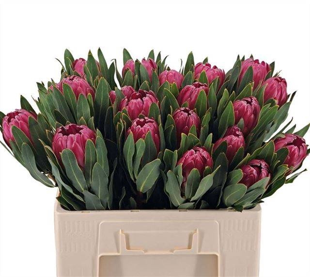 <h4>PROTEA BRENDA</h4>