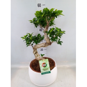 Ficus microcarpa 'Ginseng'