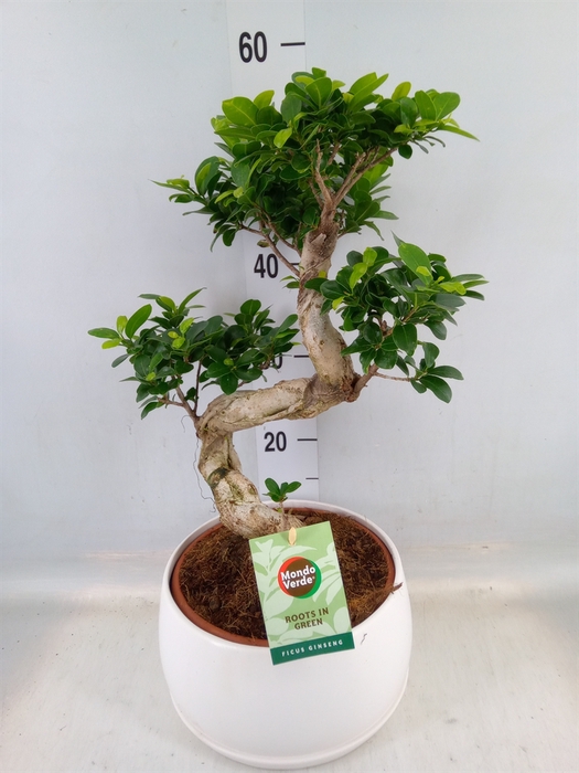<h4>Ficus microcarpa 'Ginseng'</h4>
