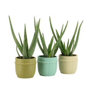 7501471: Solutionss Consideration Aloe Vera