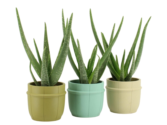 <h4>7501471: Solutionss Consideration Aloe Vera</h4>