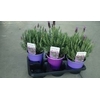 Lavandula stoechas