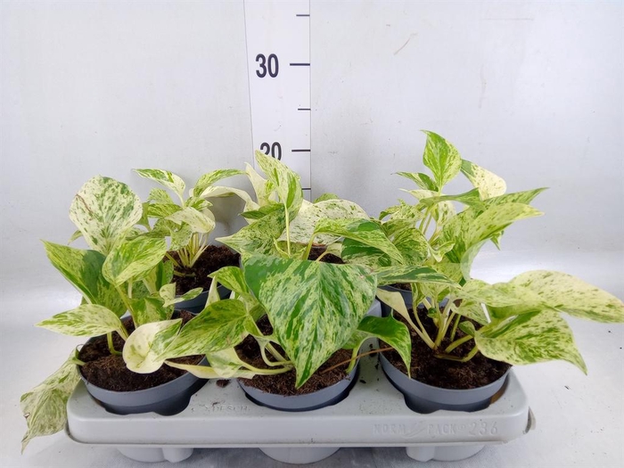 <h4>Epipremnum   ...</h4>