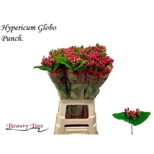 Hyp Globo Punch 70cm