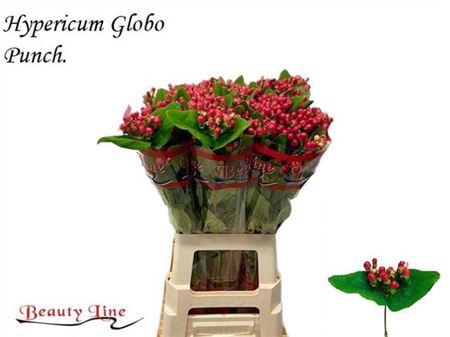 <h4>Hyp Globo Punch 70cm</h4>