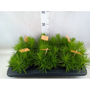 Senecio archeri 'Himalaya'
