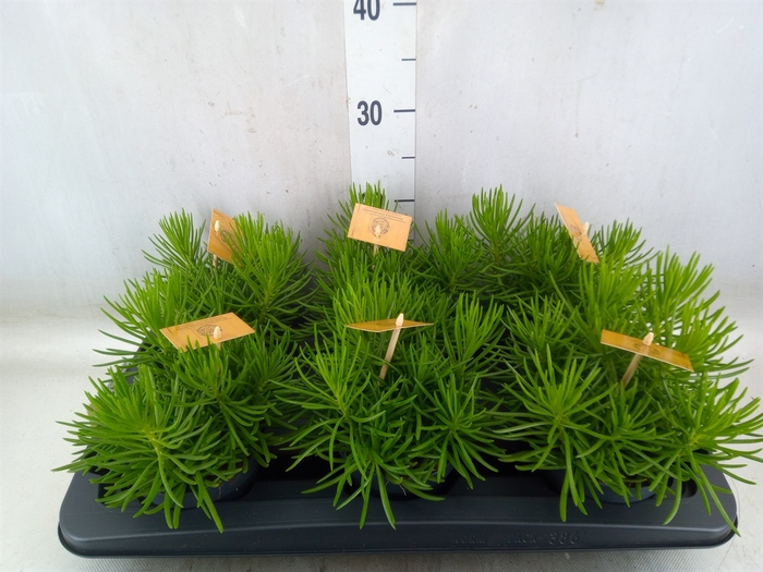 <h4>Senecio archeri 'Himalaya'</h4>
