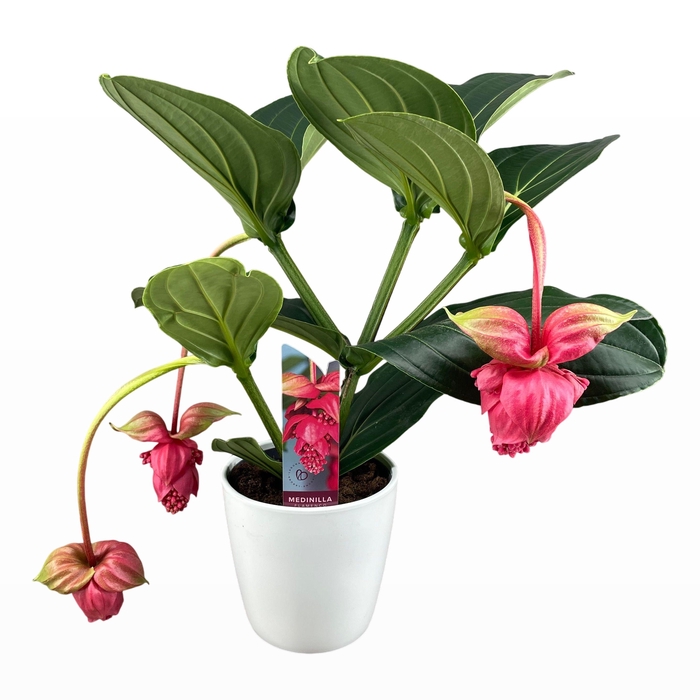 <h4>Medinilla Magnifica Flamenco 2 etage 3/4 knop in wit keramiek</h4>