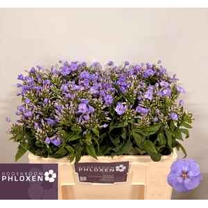 PHLOX P BUTTERFLY