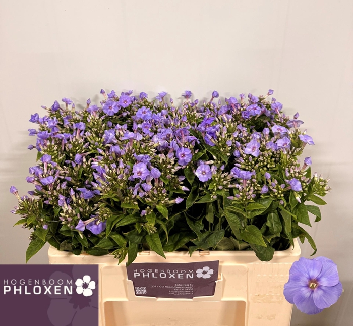 <h4>PHLOX P BUTTERFLY</h4>