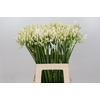 Agapanthus EYFORI White