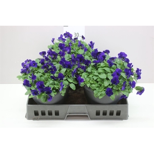 Viola Cornuta F1 Blue
