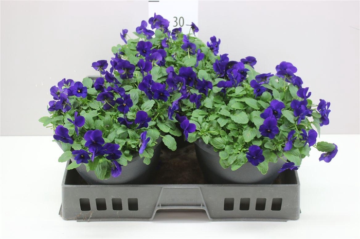 <h4>Viola Cornuta F1 Blue</h4>