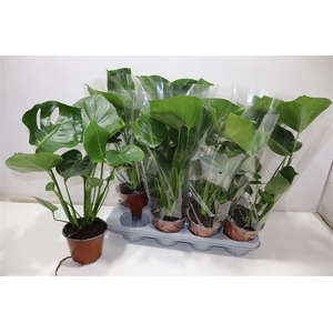 Monstera Deliciosa