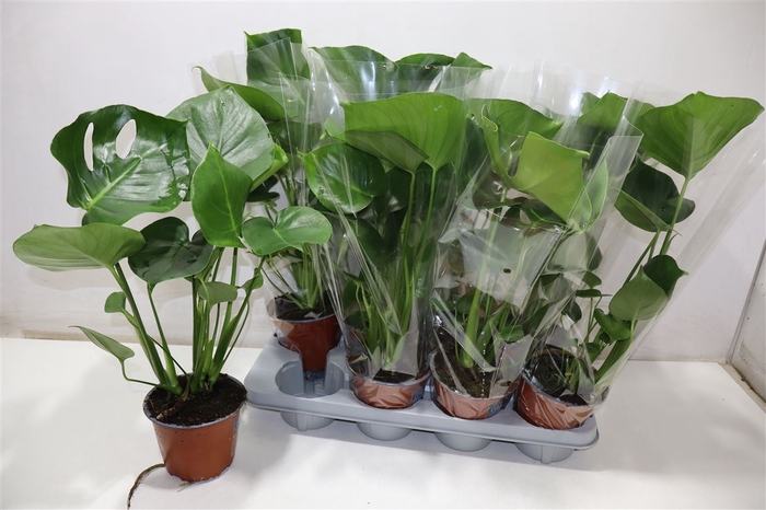 <h4>Monstera Deliciosa</h4>