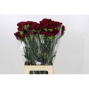 Dianthus St Zurigo