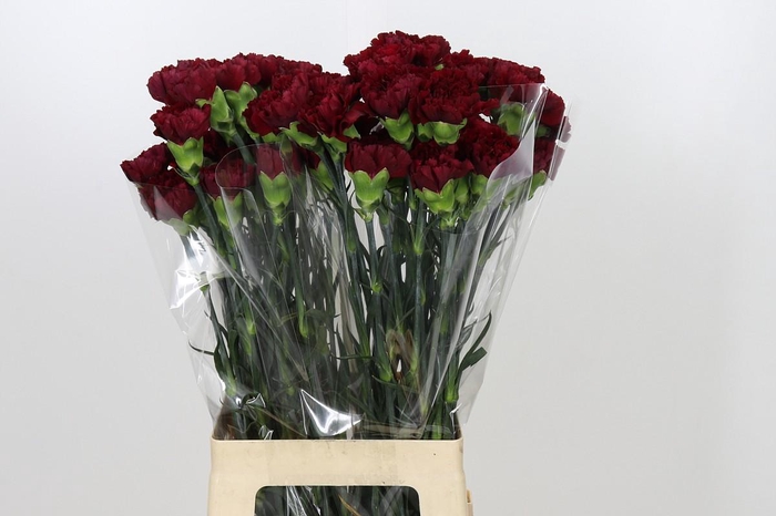 <h4>Dianthus St Zurigo</h4>