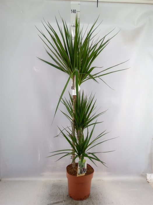 <h4>Dracaena marg.</h4>