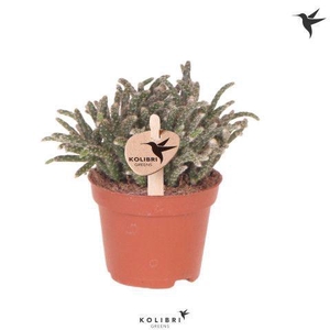 Kolibri Greens Rhipsalis Pilocarpa