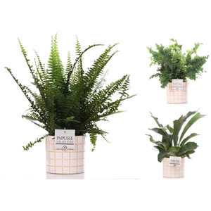 Varens gemengd in P&PURE Pure Tirza ceramics