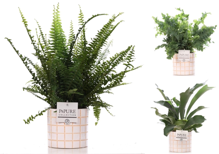 <h4>Varens gemengd in P&PURE Pure Tirza ceramics</h4>