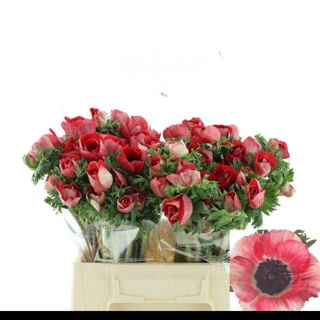 <h4>ANEM CO MIS + RED</h4>