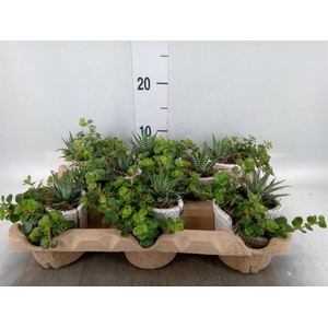 Arr. Kamerplant Groen L%