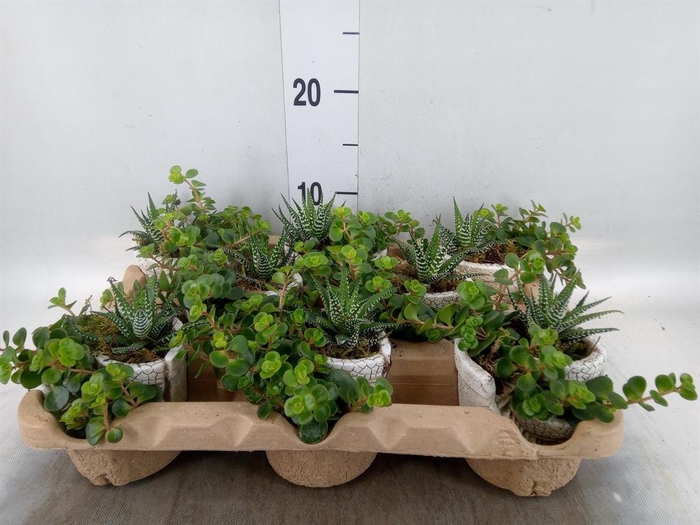 <h4>Arr. Kamerplant Groen L%</h4>