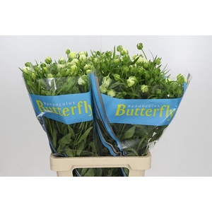 RANUNCULUS  'BUTTERFLY GRACES'