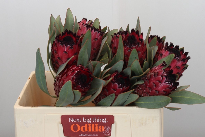 <h4>Protea Barbigera Ruby Princess Air</h4>
