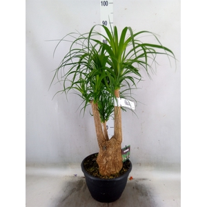 Beaucarnea recurvata