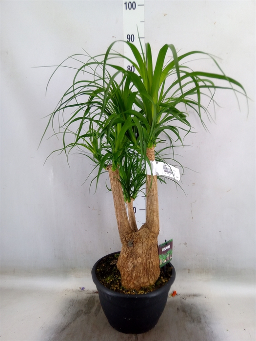 <h4>Beaucarnea recurvata</h4>