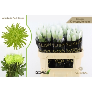 Chr G Anastasia Dark Green