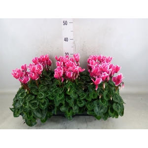 Cyclamen MD 'Macro'