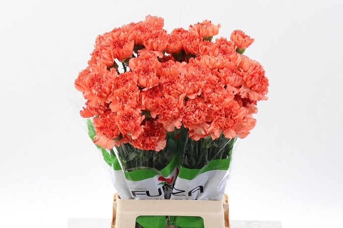 <h4>Di St Cowboy 60cm</h4>