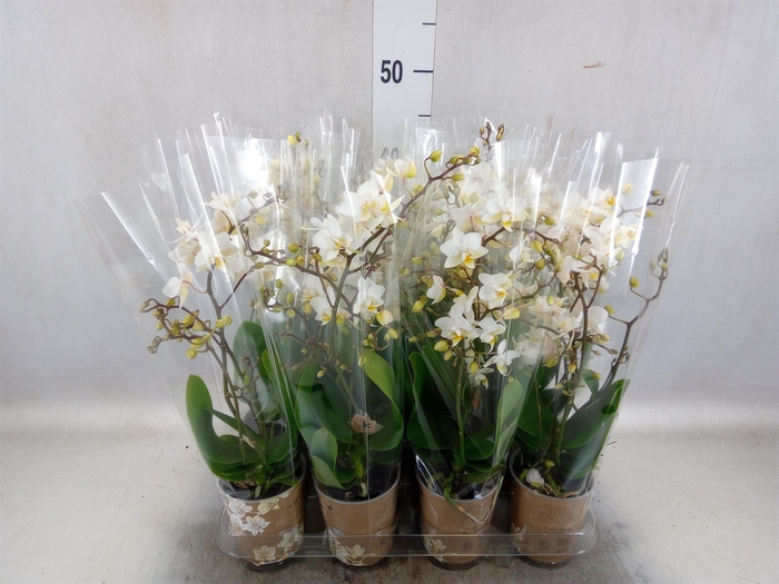 <h4>Phalaenopsis multi.   ...white</h4>