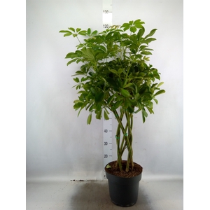 Schefflera arbor. 'Compacta'