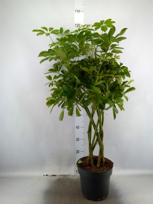 <h4>Schefflera arbor. 'Compacta'</h4>