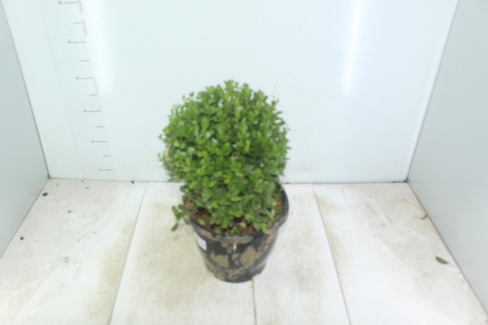 <h4>BUXINHO P24</h4>