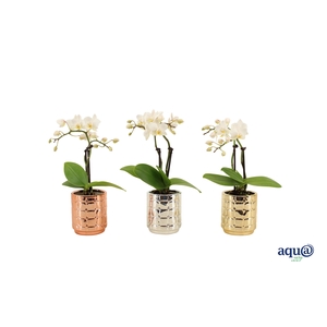 Mason Mix Tiny Dolls Wit 2T10+ Aqu@