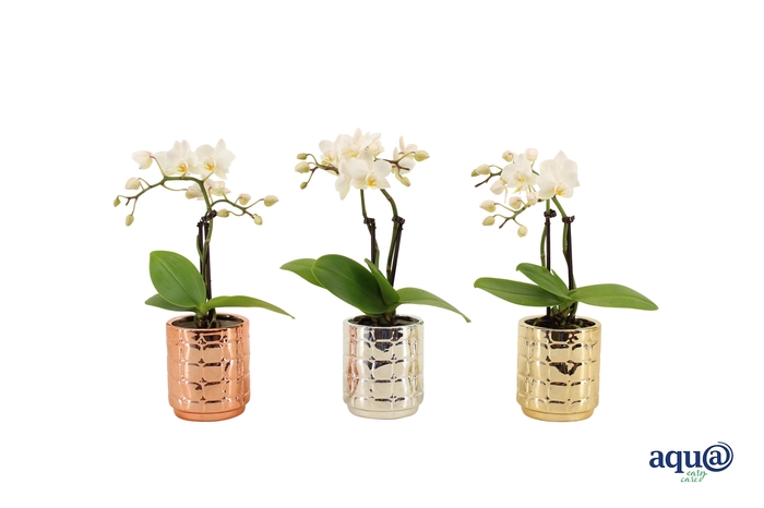 <h4>Mason Mix Tiny Dolls Wit 2T10+ Aqu@</h4>