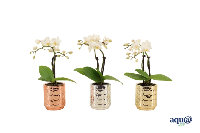 <h4>Mason Mix Tiny Dolls Wit 2T10+ Aqu@</h4>