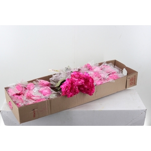 Hydr Hot Pink Tinted Select Box