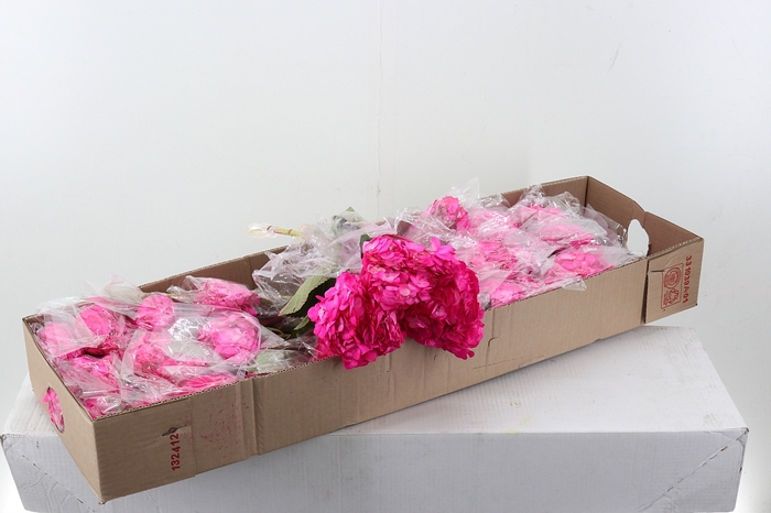 <h4>Hydr Hot Pink Tinted Select Box</h4>