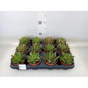 Echeveria  'Miranda'