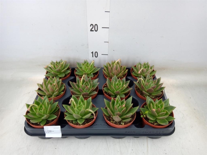 <h4>Echeveria  'Miranda'</h4>