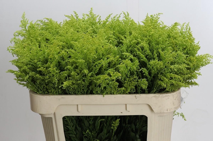 <h4>Solidago Tara Gold</h4>
